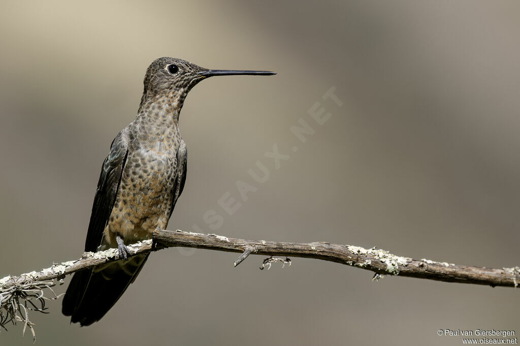 Colibri géantadulte
