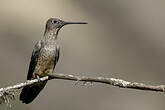 Colibri géant