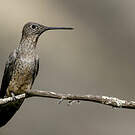 Colibri géant