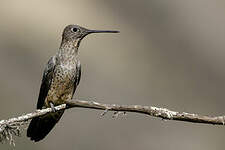 Colibri géant