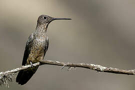 Colibri géant
