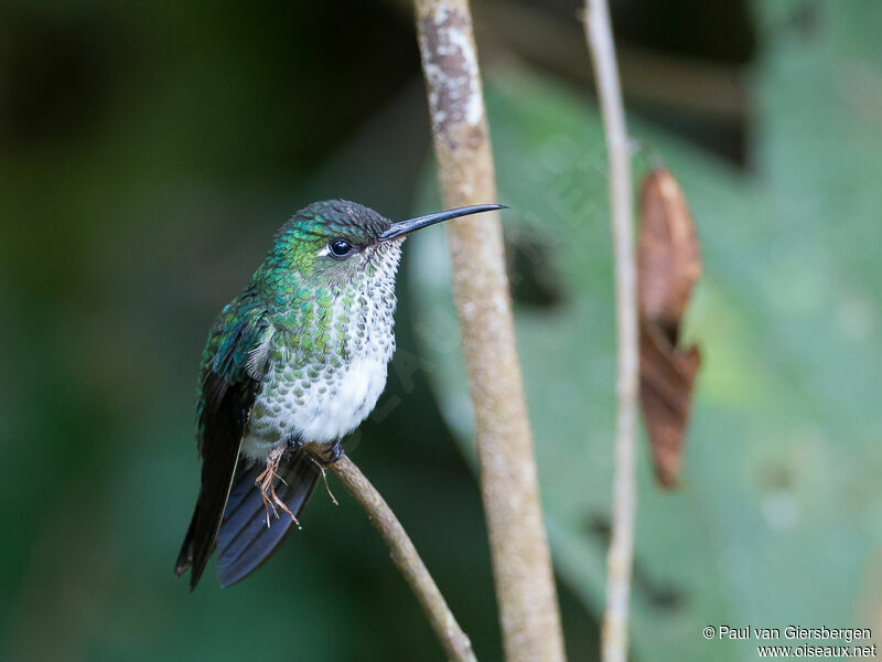 Colibri grivelé