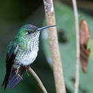 Colibri grivelé