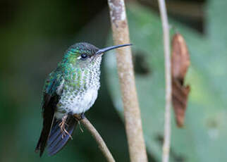 Colibri grivelé