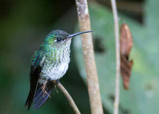 Colibri grivelé