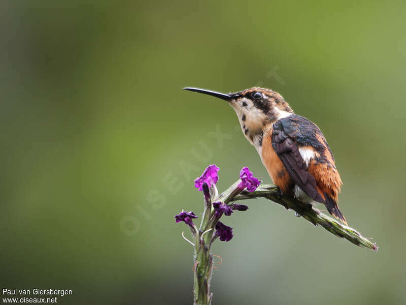 Colibri héliodoreimmature, identification