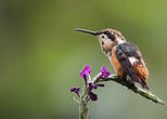 Colibri héliodore