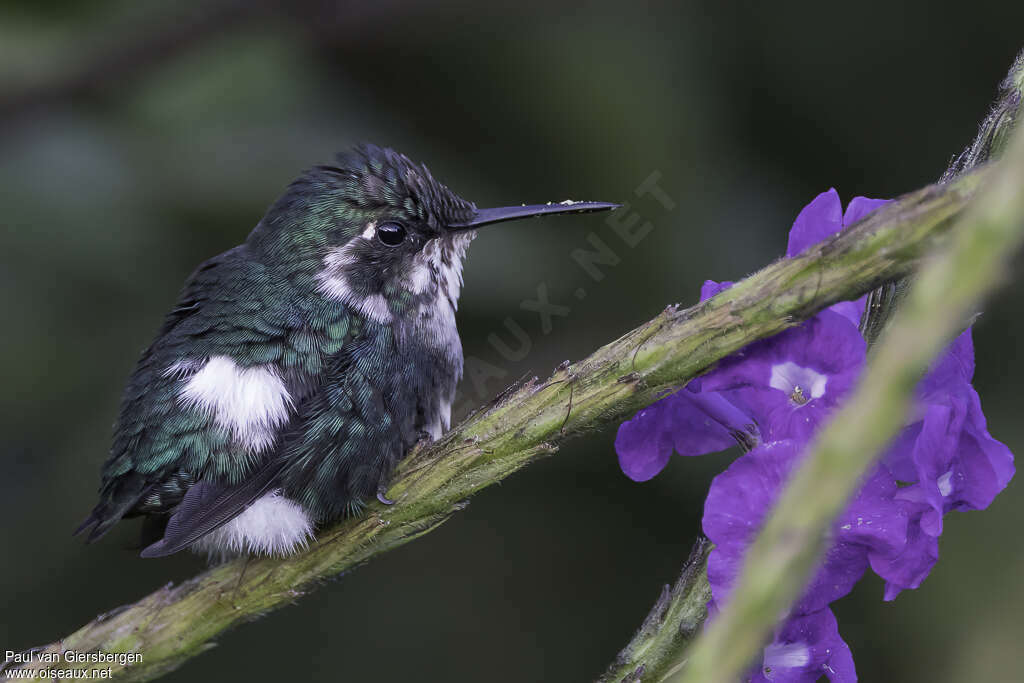 Colibri héliodore mâle immature, identification