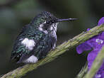 Colibri héliodore