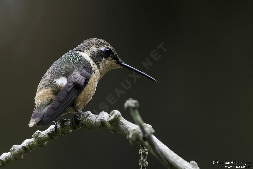 Colibri héliodore femelle adulte