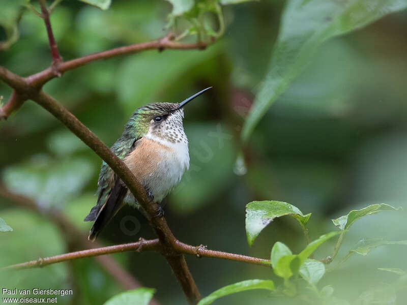 Bumblebee Hummingbird female adult, identification