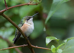 Colibri héloïse