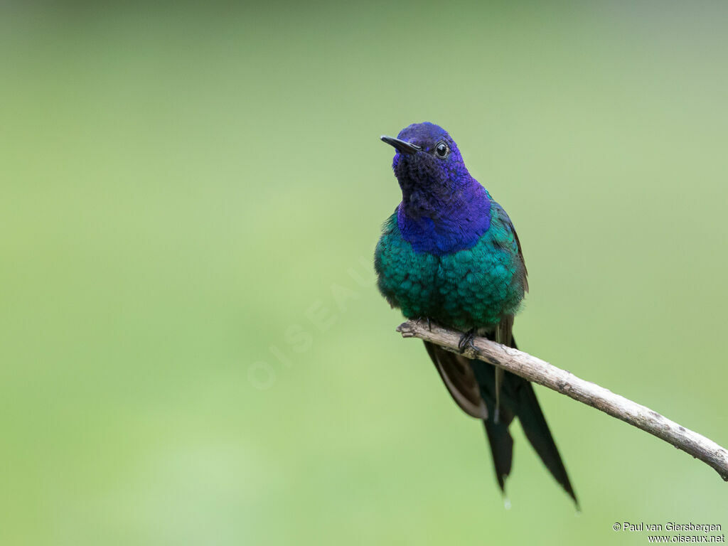 Swallow-tailed Hummingbird