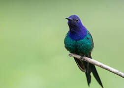 Swallow-tailed Hummingbird