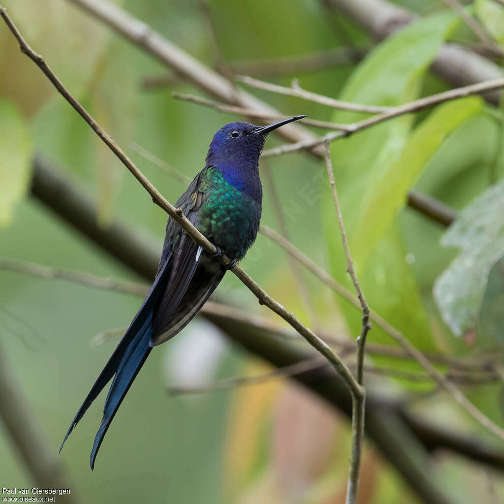 Swallow-tailed Hummingbirdadult, identification