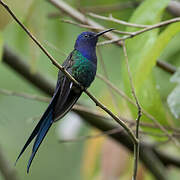 Swallow-tailed Hummingbird