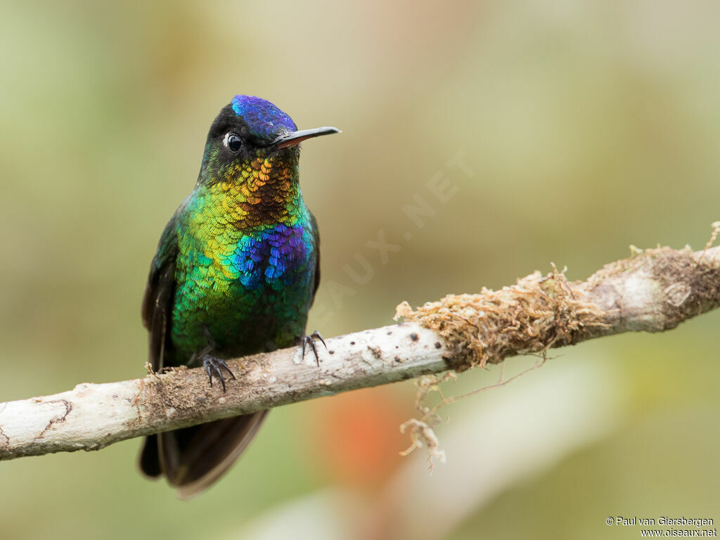 Fiery-throated Hummingbird male adult