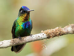 Fiery-throated Hummingbird