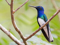 White-necked Jacobin