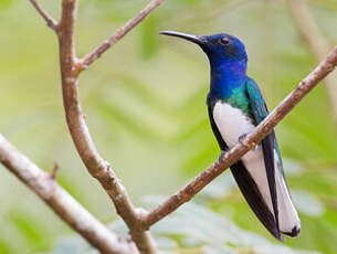 Colibri jacobin