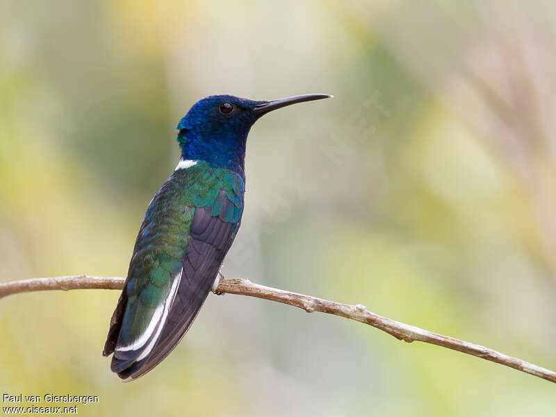 White-necked Jacobin male adult breeding, identification