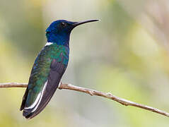 White-necked Jacobin