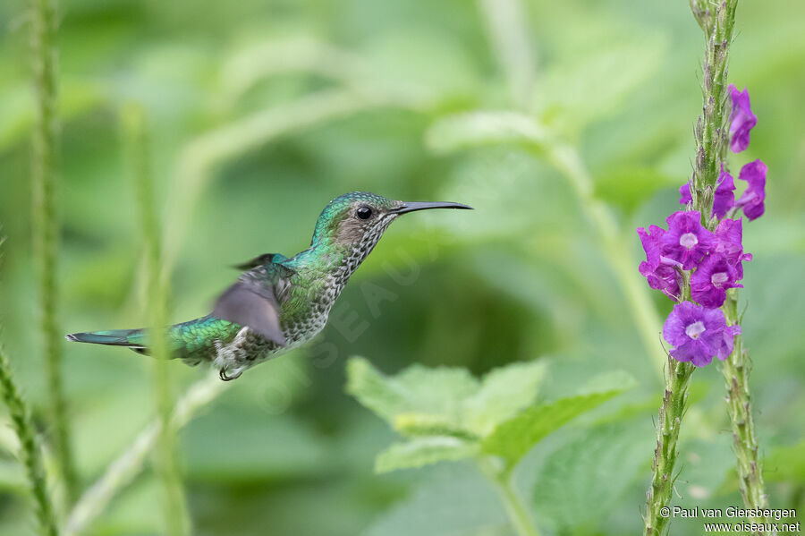 White-necked Jacobin female adult