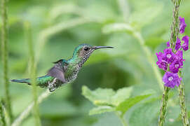 Colibri jacobin