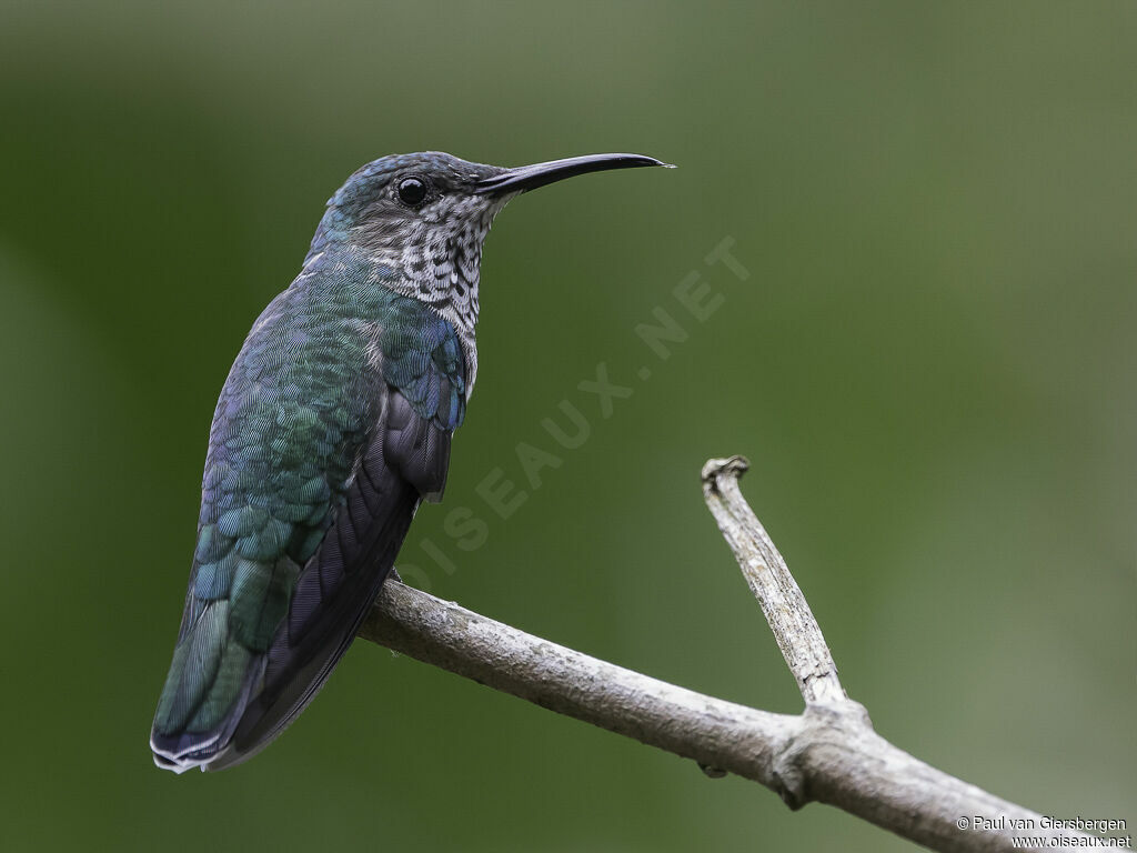 White-necked Jacobin female adult