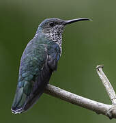 White-necked Jacobin