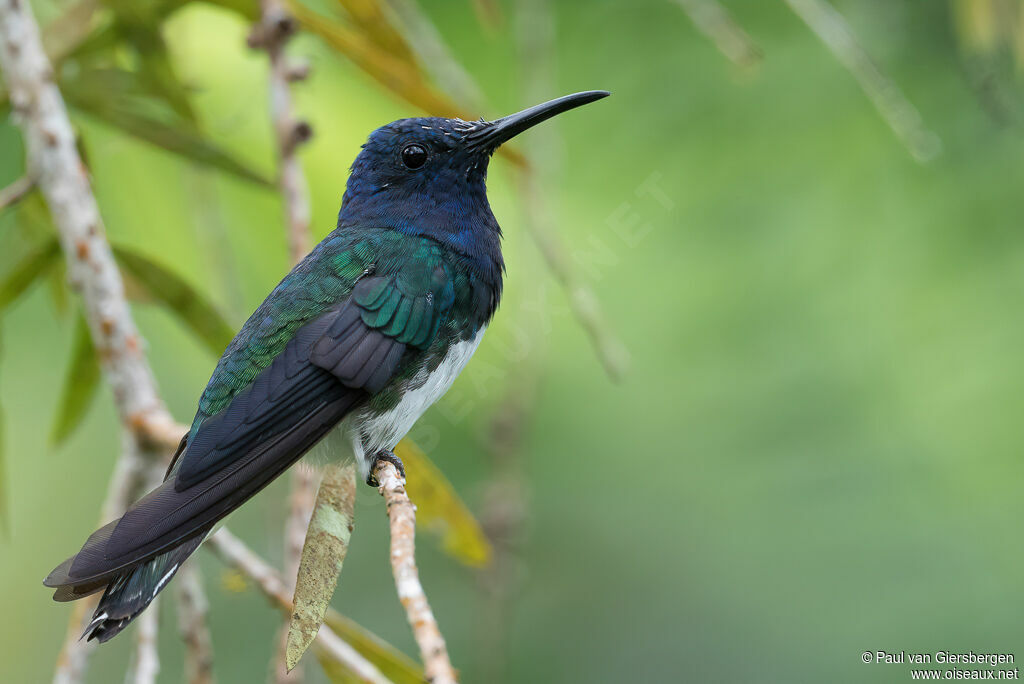 White-necked Jacobin male adult