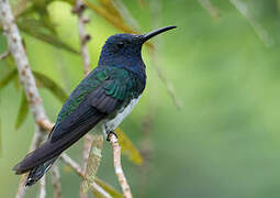 White-necked Jacobin