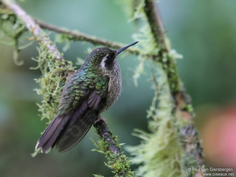 Colibri mouchetéadulte