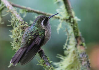 Colibri moucheté