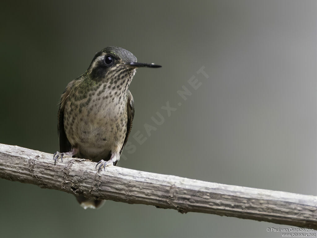 Colibri mouchetéadulte