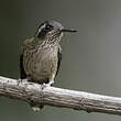 Colibri moucheté