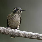 Speckled Hummingbird