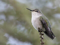 Colibri nain