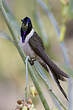 Colibri noble