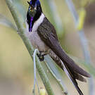 Colibri noble