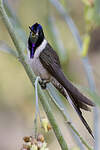 Colibri noble