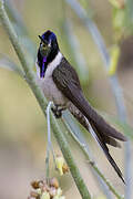 Colibri noble