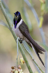 Colibri noble