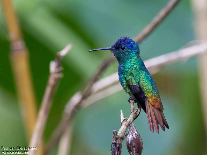 Colibri oenone mâle, adulte, identification