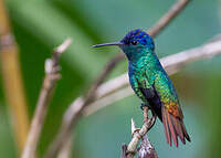 Colibri oenone