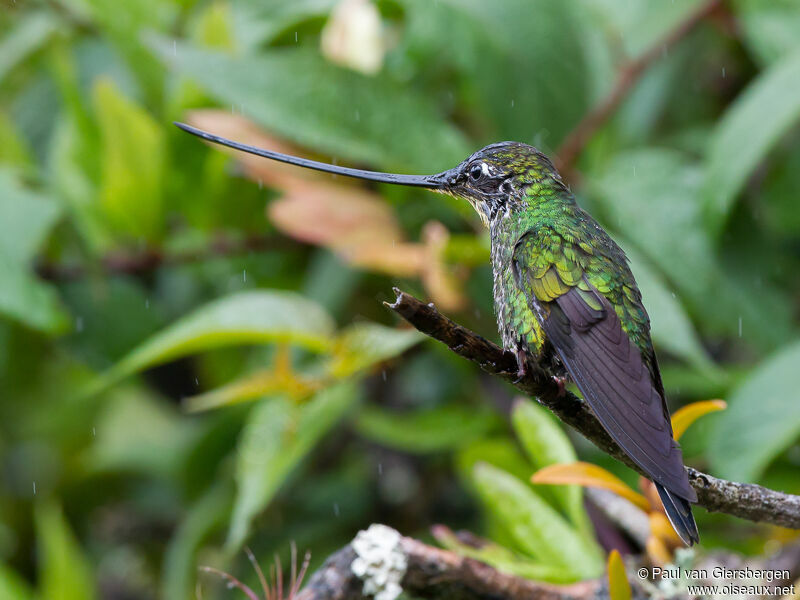 Sword-billed Hummingbird