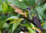 Colibri porte-épée