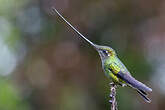 Colibri porte-épée
