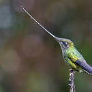 Colibri porte-épée