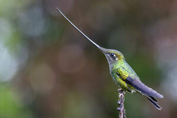 Colibri porte-épée